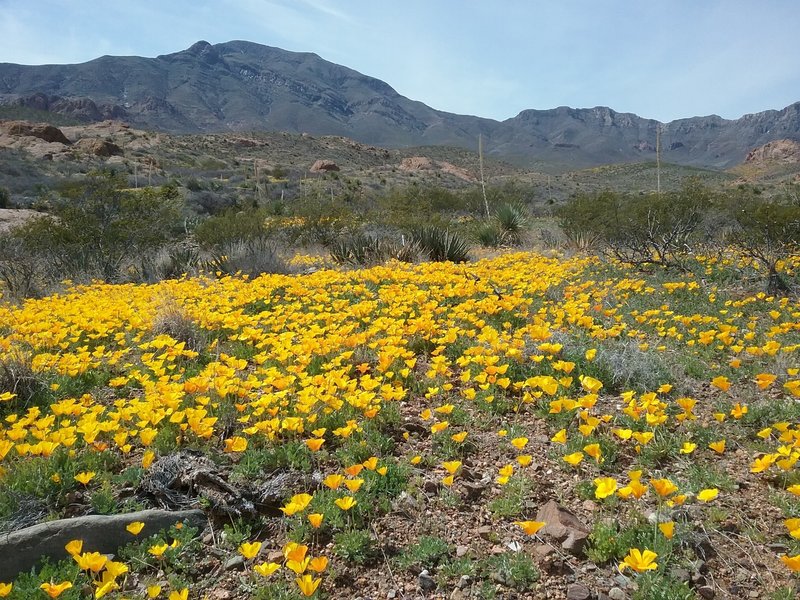 View of  Franklin Mountains from the trail and poppies in bloom.