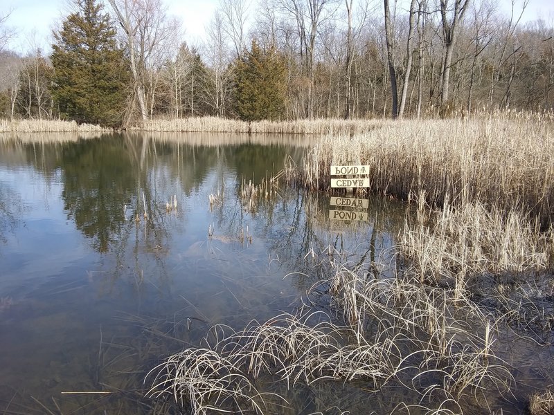 Cedar Pond