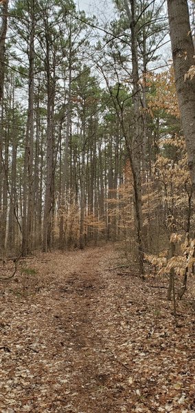 Trail through the pines