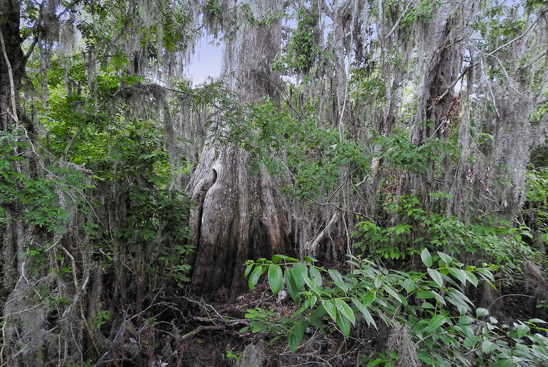 Cypress Swamp at Lettuce Lake