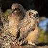 Baby Great Horned Owls