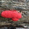 Red Raspberry Slime Mold