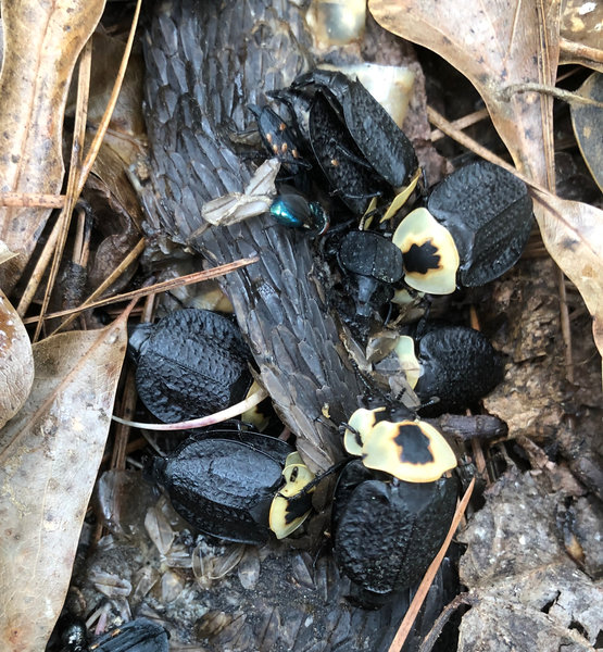 American Carrion Beetles on a dead snake.
