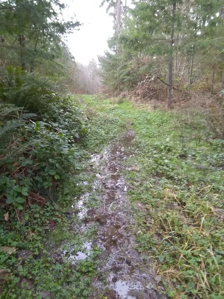 Trail gets a little muddy near the top right before it joins up with some gravel roads that lead to the peak.