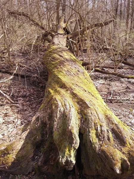 A large fallen tree