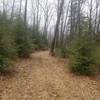Smays Run Trail- entering into a Hemlock stand