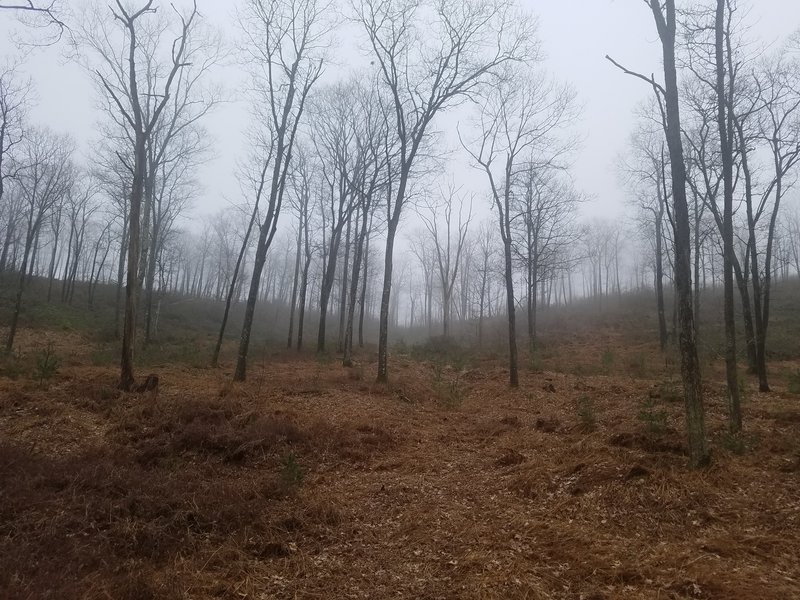 Smays Run Trail - Hardwoods stand to the left of the trail.