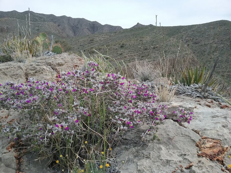 Dalea Formosa and Franklin Mountains
