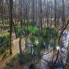 Palmettos in bloom in Congaree National Park
