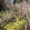 There's a small bridge over a marshy area.  Pretty colorful algea, but I think it might be toxic...