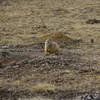 Prarie Dog at Wind Cave NP