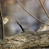 "Southern" Common Redpoll (Acanthis flammea flammea) with American Goldfinch