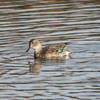 Green-winged Teal (Anas carolinensis)