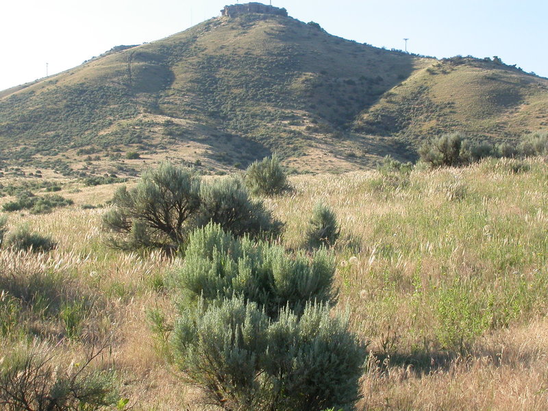 Artemisia tridentata tridentata