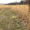 the bluestem prairiegrass lines the edges of your hike
