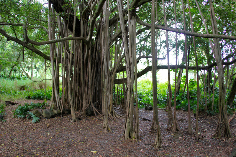 Another banyan tree