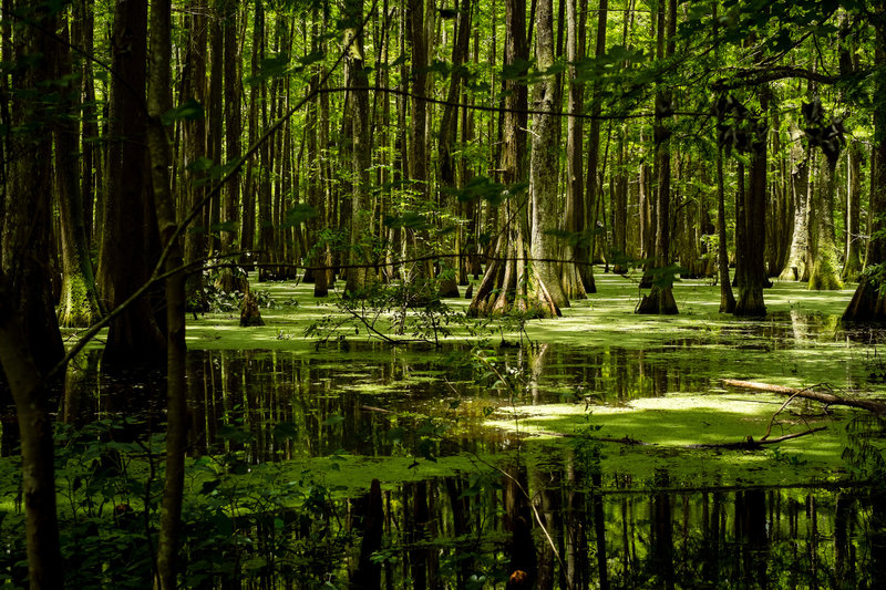 Lake Chicot Swamp