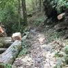 Trail along the Hiwassee River cleared by volunteers