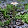 Cedar Swamp Moss & Mushroom (Wellfleet, MA)