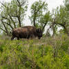 Bison near the Little Missouri River, Theodore Roosevelt National Park, North Dakota