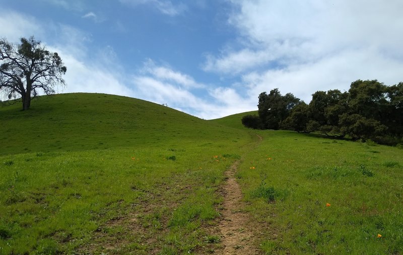 Heading up into the grass hills on Edwards Loop Trail.