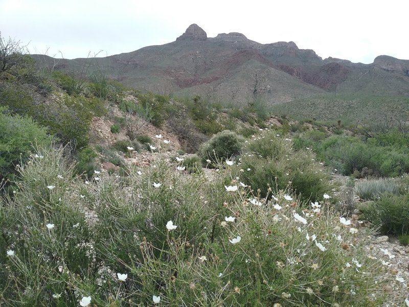 Fallugia paradoxa in bloom and view of Mammoth Rock