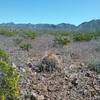 Phacelias, barrel cactus and view of Franklin Mountains