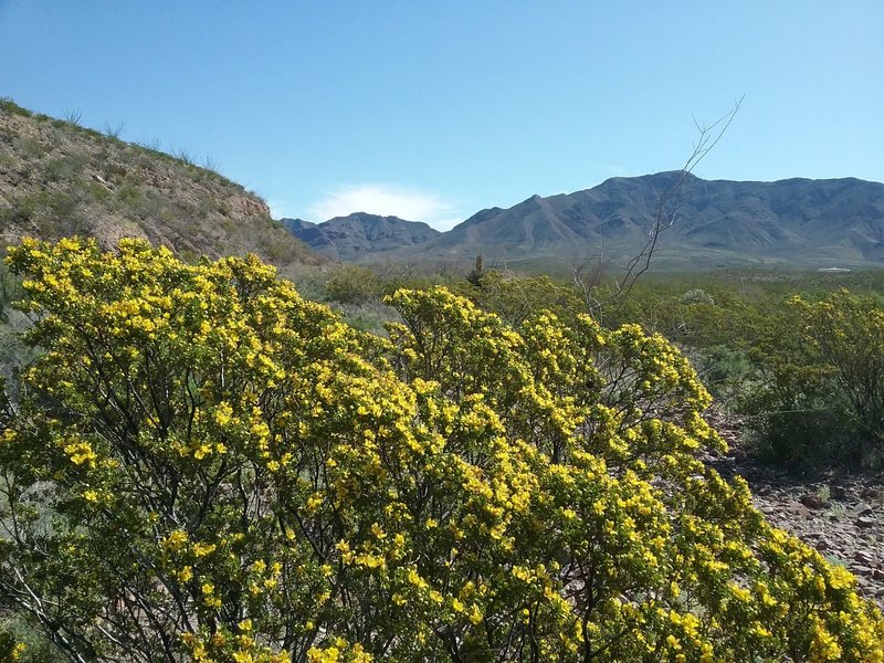 Creosote bush in bloom and Franklin Mountains