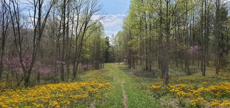 Trail passing through field of wildflowers and ringed with blooming redbud trees