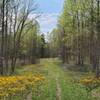 Trail passing through field of wildflowers and ringed with blooming redbud trees