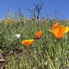 Beautiful seasonal California Poppies in full bloom near summit on northern park border.