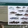 Fish ID sign on fishing pier at Lake Smith/Lake Lawson