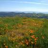 Orange California poppies explode in color on the high grassy ridge of Tamien Trail.  In the distance is the ridge forming the west side of the San Felipe Creek Valley, and in the far distance are the blue  Santa Cruz Mountains.