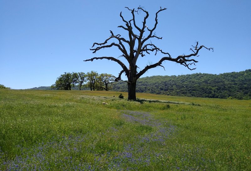 Spring wildflowers and a tree silhouetted against the clear blue sky, amidst the grass and wooded hills.