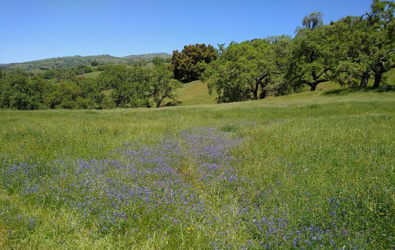 Spring green grass and wooded hills, and wildflowers along Hotel Trail.