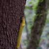 As you hike along the El Corte de Madera Creek Trail, be on the lookout for creatures great and small.  Here, a banana slug slowly makes his way up the tree.