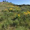 Some wonderful ridge line flowers along the Pike Mountain Trail