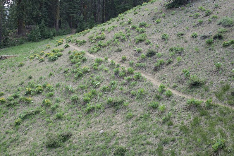 Mule Ears bloom along the trail as it skirts the hillside in early June.