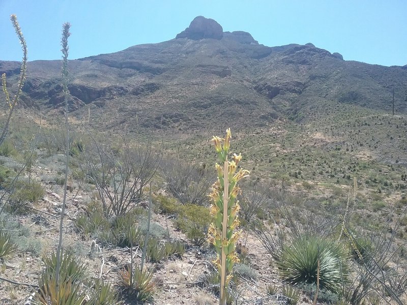 View of Mammoth rock and Lechugilla bloom.