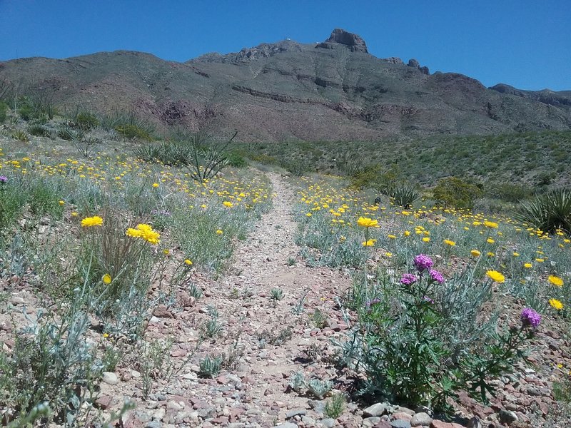 View of Mammoth Rock and desert marigolds