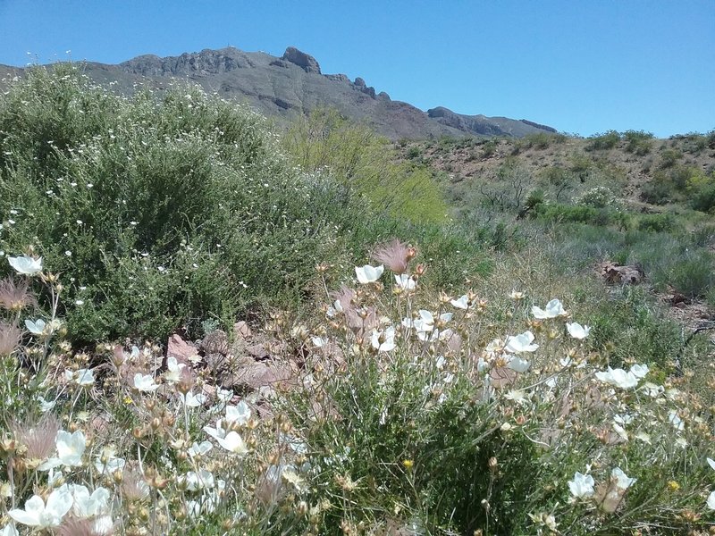 View of  Franklin Mountains from the trail