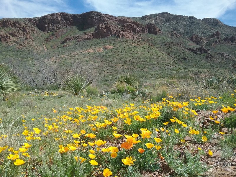 View of Mundy's Gap and Mexican Poppies