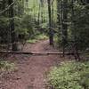 Salem Forest Trail