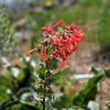 Scarlet gilia wildflower