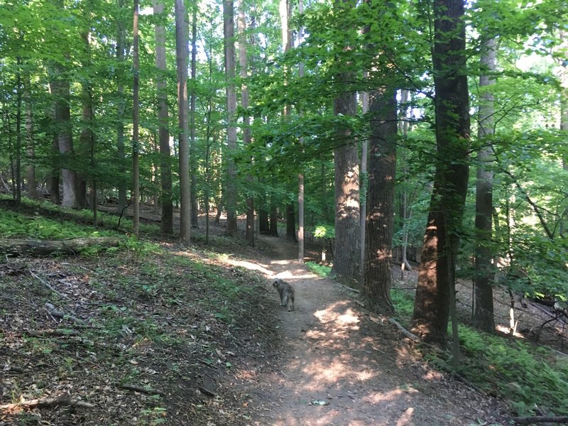 Rachel Carson Greenway Trail Hiking Trail Kemp Mill Maryland