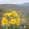 Nearing the end of balsamroot season, this past May.