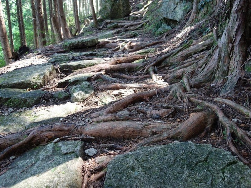 Roots swallow the trail.