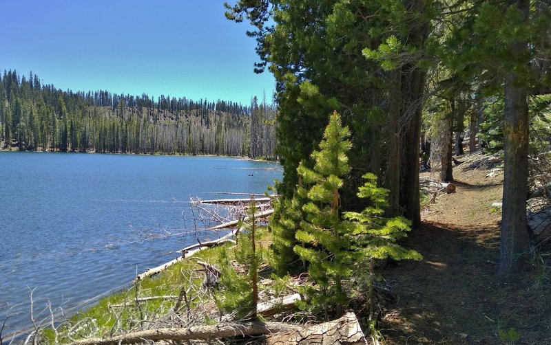 Rainbow Lake to Nobles Trail runs through the pine forest, next to 