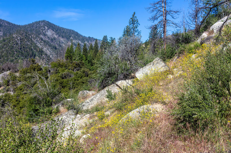 Plenty of wildflowers line the ascent to Deer Cove Saddle