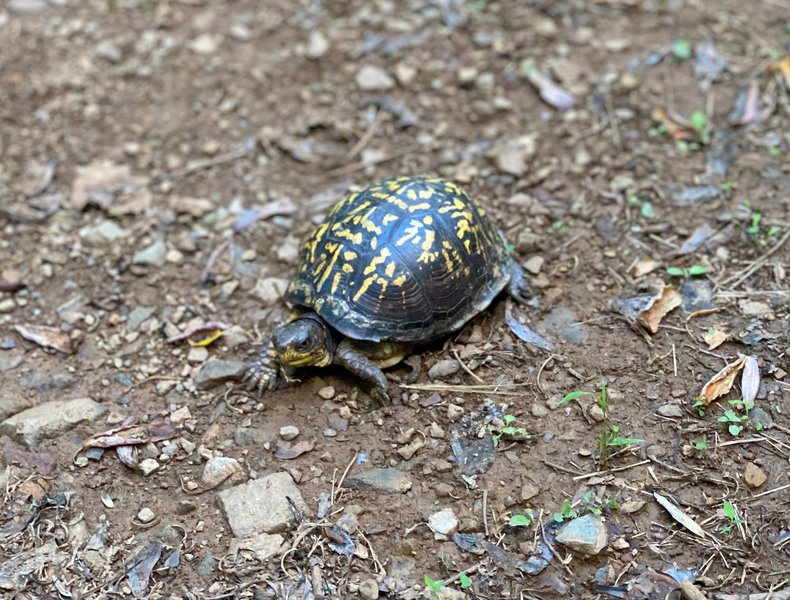 Box turtle on the trail